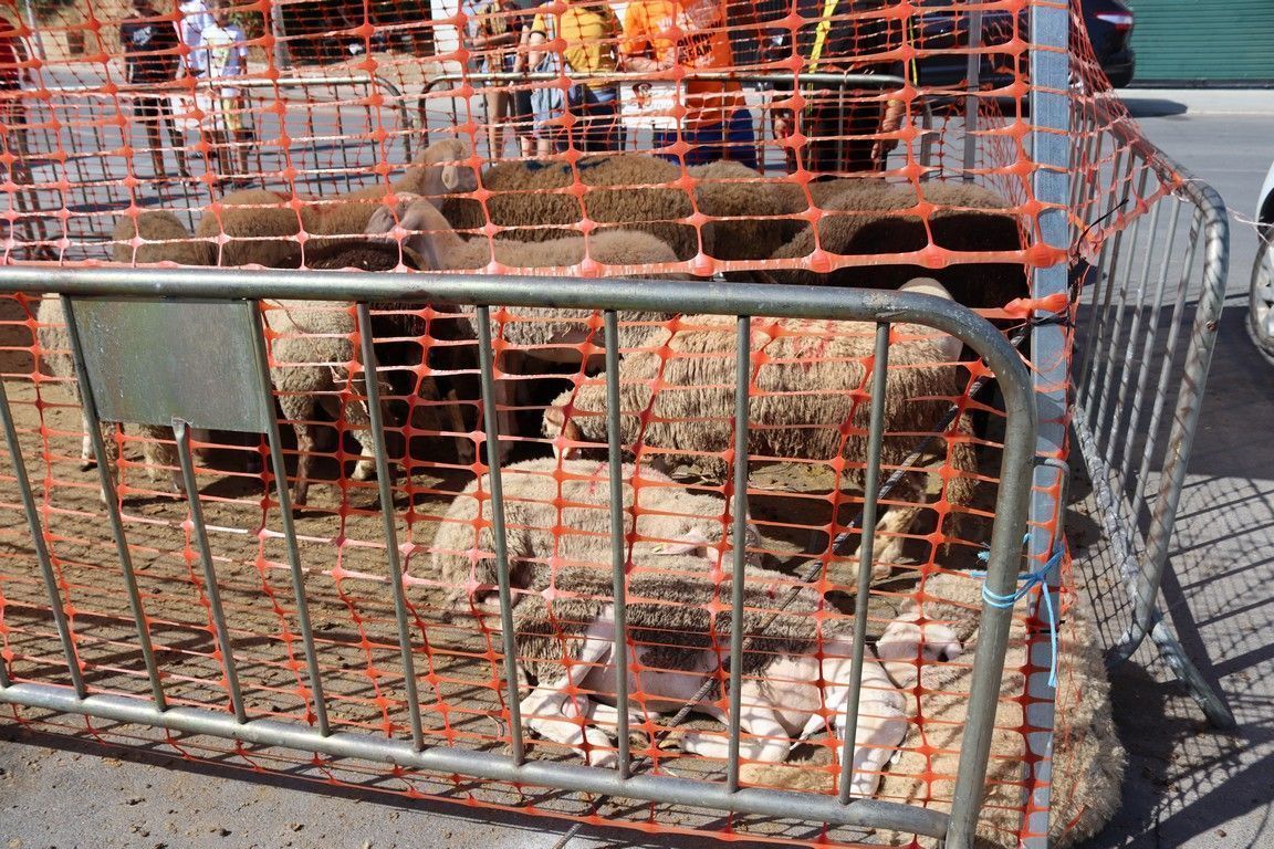 Publicadas en el BOCCE las normas para la "Fiesta del Sacrificio"